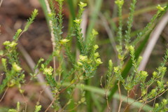 Pimelea flava flava