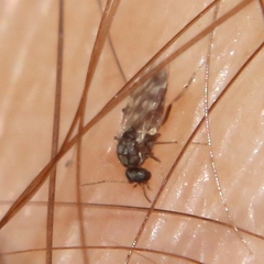 Culicoides