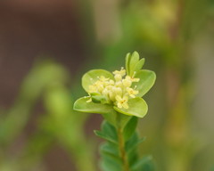 Pimelea flava flava