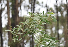 Acacia obliquinervia