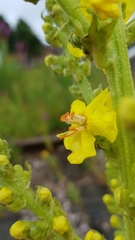 Verbascum speciosum