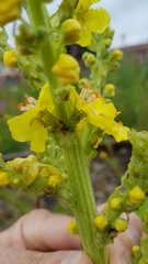 Verbascum speciosum