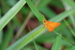 Cephrenes trichopepla