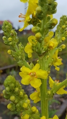 Verbascum speciosum