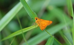 Cephrenes trichopepla