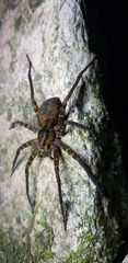 Dolomedes raptor