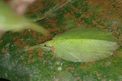Chondroderella borneensis