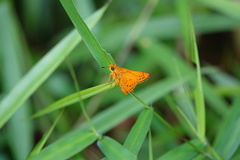 Cephrenes trichopepla