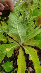 Verbascum speciosum