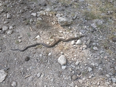 Coronella austriaca austriaca