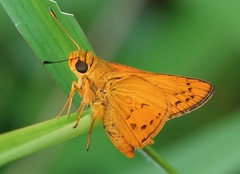 Cephrenes trichopepla