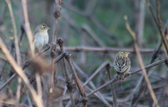 Euplectes franciscanus