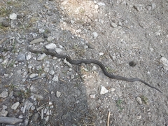 Coronella austriaca austriaca