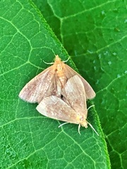 Perispasta caeculalis