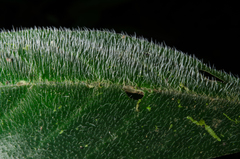 Image of Asystasia leptostachya