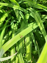 Episyrphus balteatus
