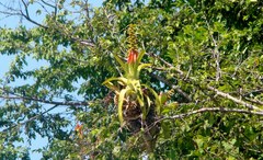 Aechmea mertensii
