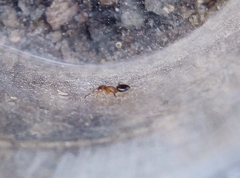 Lasius brunneus