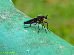 Microstylum oberthurii