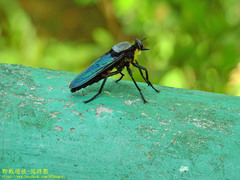 Microstylum oberthurii