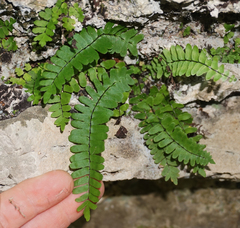 Asplenium resiliens
