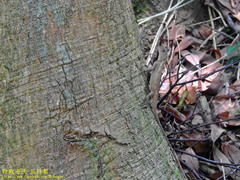 Diploderma polygonatum xanthostomum