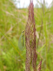 Chrysopa walkeri