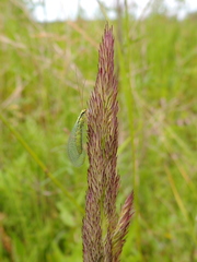 Chrysopa walkeri