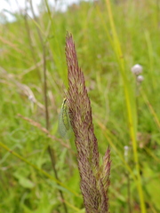 Chrysopa walkeri