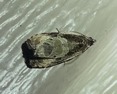 Zomaria interruptolineana