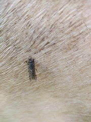 Haematopota pluvialis