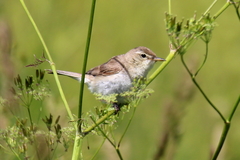 Acrocephalus palustris