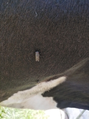 Haematopota pluvialis