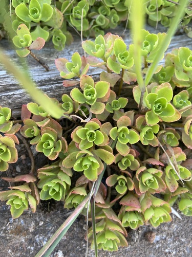 Sedum x 'Boogie Woogie'