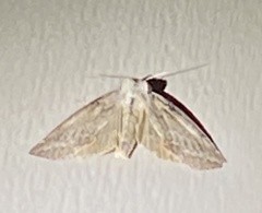 Protodeltote albidula