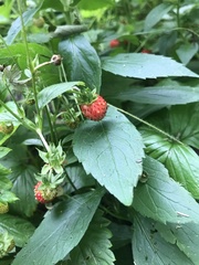 Fragaria vesca vesca