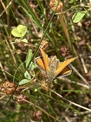 Thymelicus sylvestris