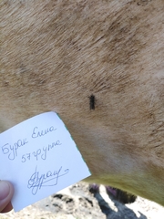 Haematopota pluvialis