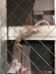 Hemidactylus frenatus