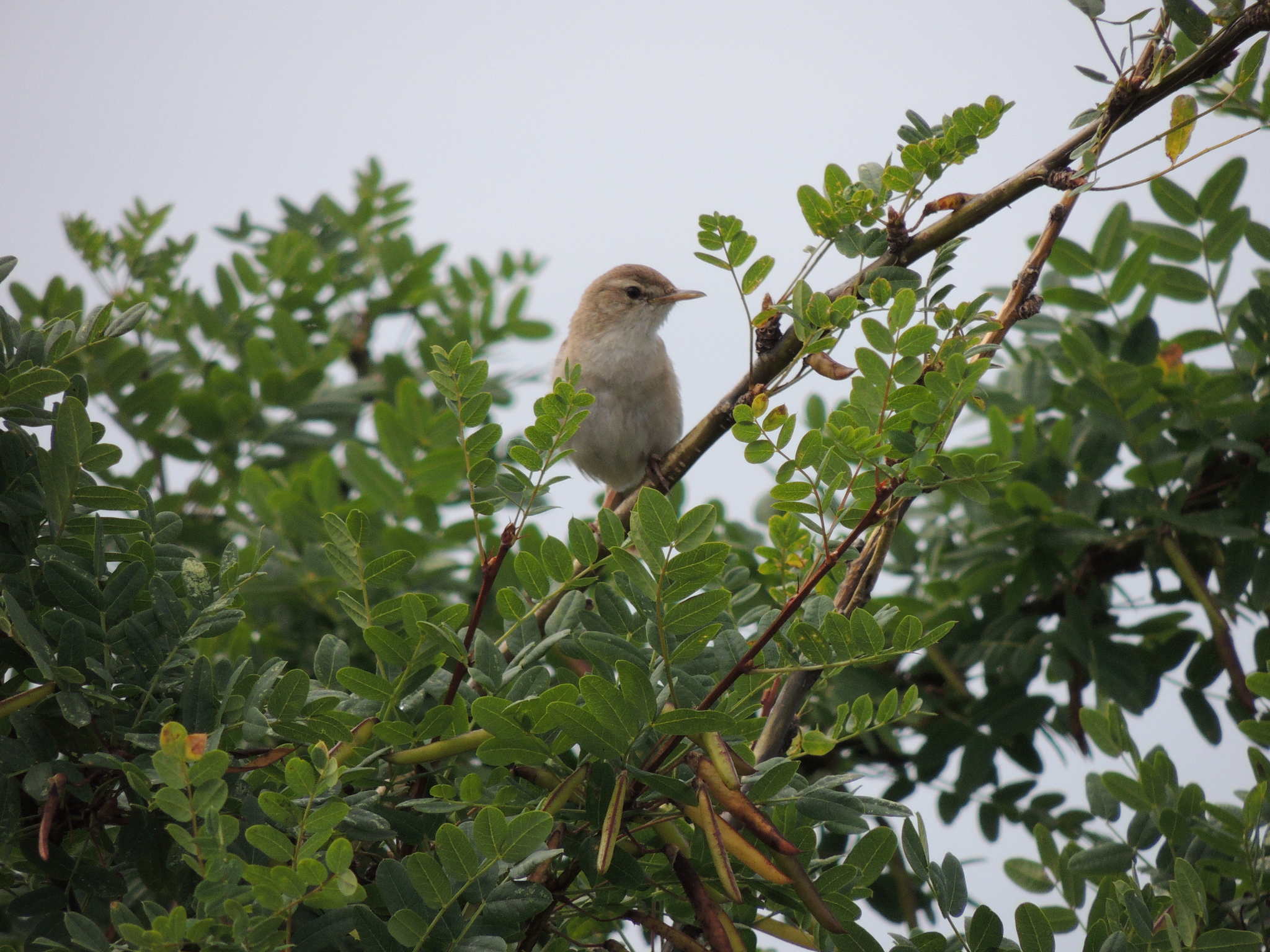 Booted Warbler