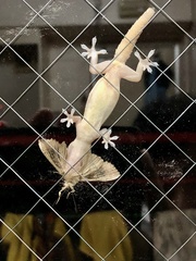 Hemidactylus frenatus