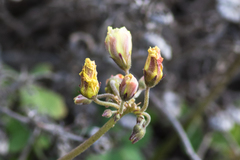 Oxalis pes-caprae pleniflora