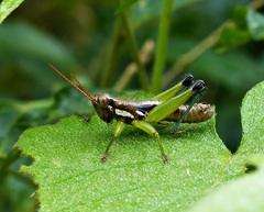 Pseudoscopas nigrigena
