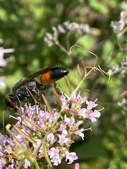 Sphex funerarius