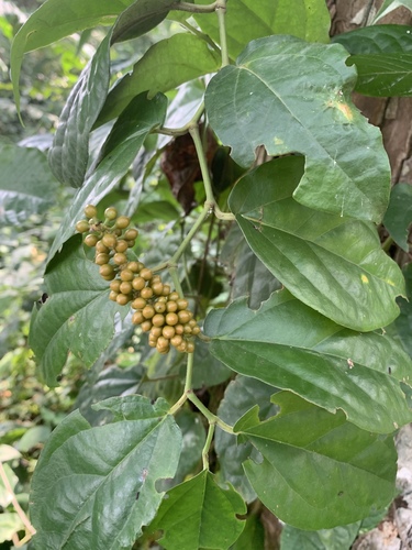 Piper guineense