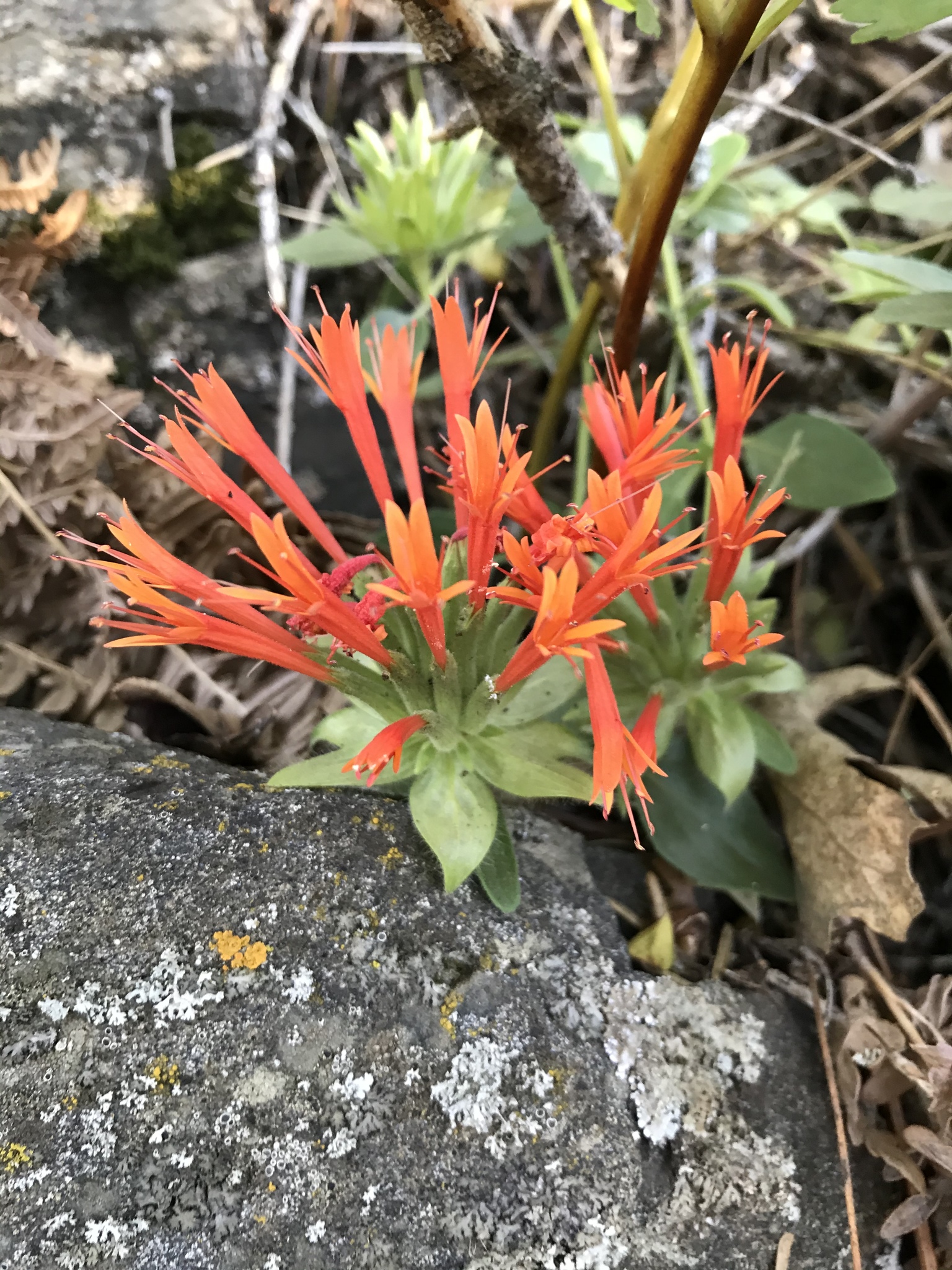 Monardella macrantha