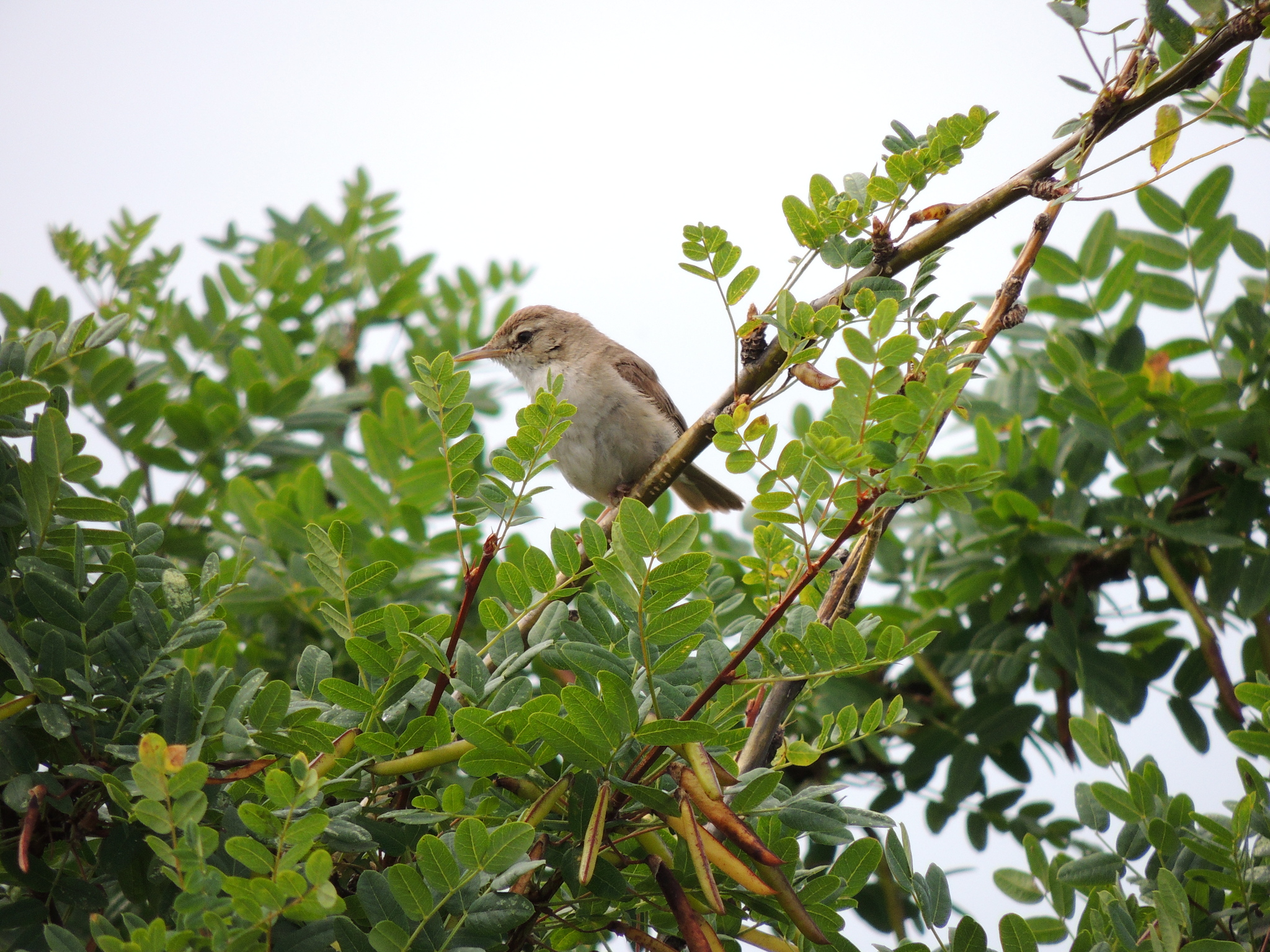 Booted Warbler