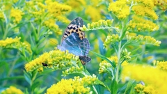 Argynnis paphia