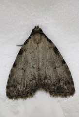 Dyspyralis puncticosta