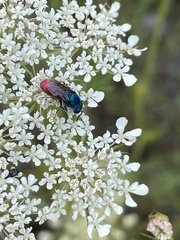 Chrysis graelsii